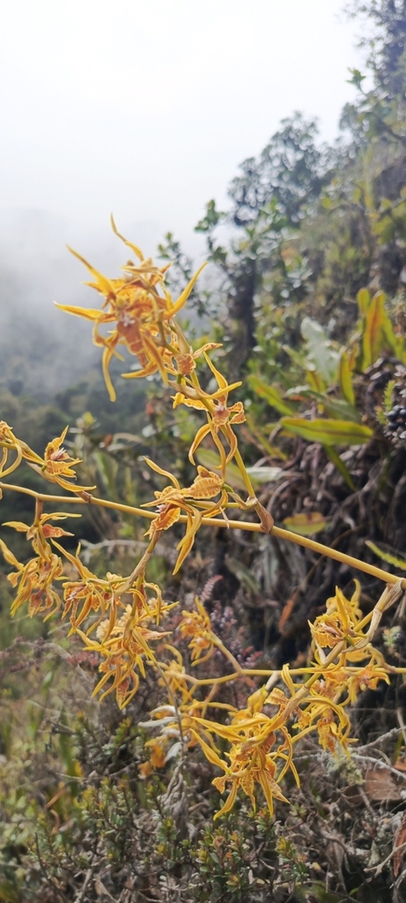 Cyrtochilum angustatum photo 2