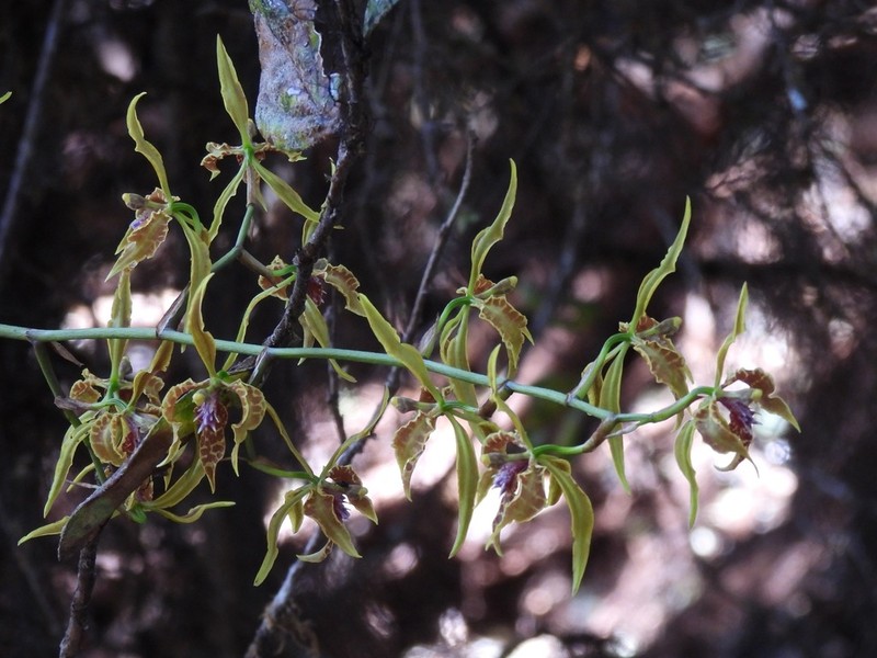 Cyrtochilum angustatum photo 3