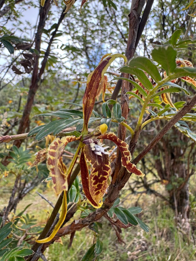 Cyrtochilum angustatum photo 4
