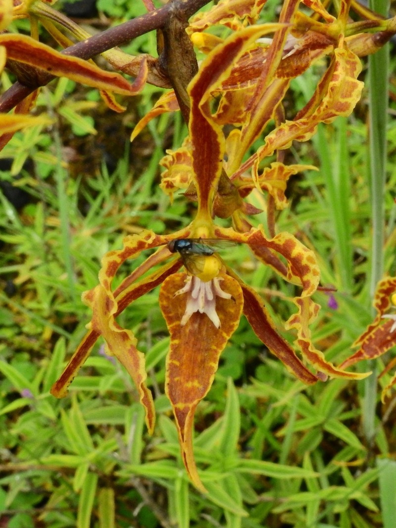 Cyrtochilum angustatum photo 5