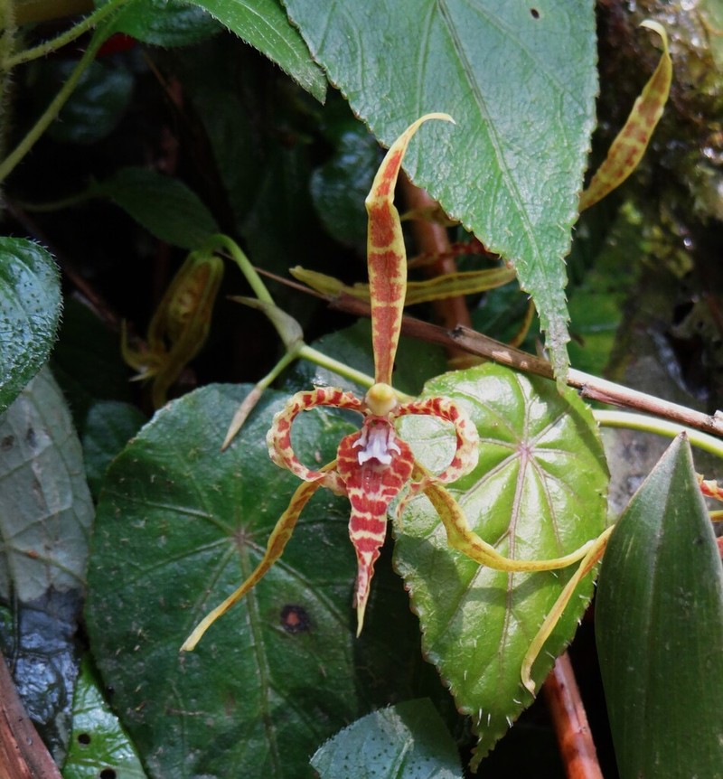 Cyrtochilum angustatum photo 6