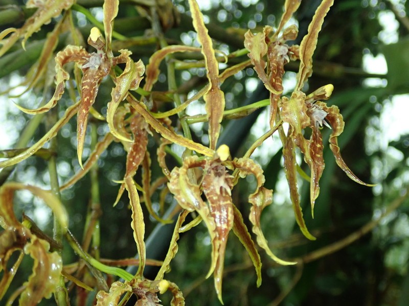 Cyrtochilum angustatum photo 7