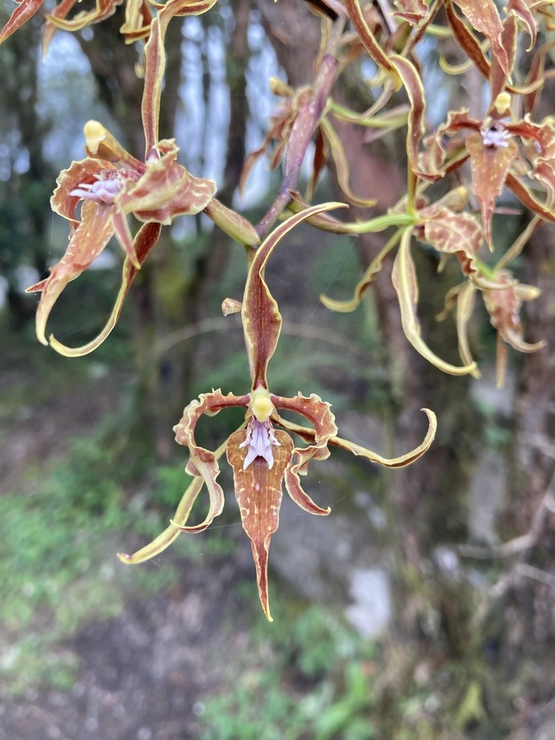 Cyrtochilum angustatum photo 8