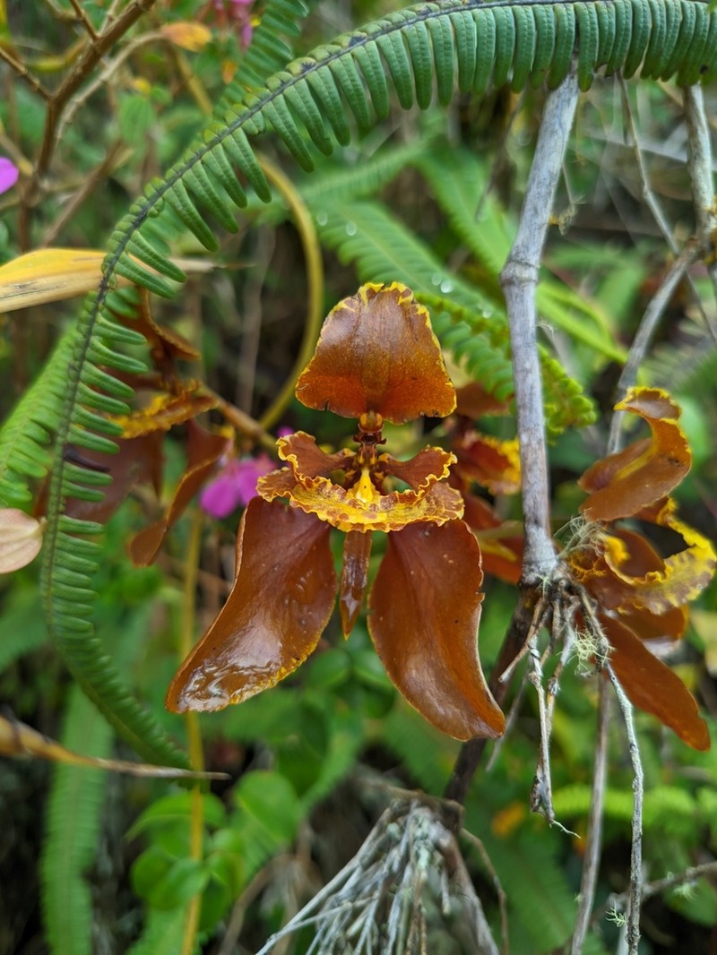 Cyrtochilum annulare photo 2