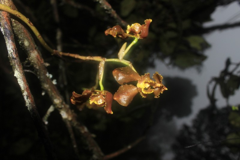 Cyrtochilum annulare photo 3