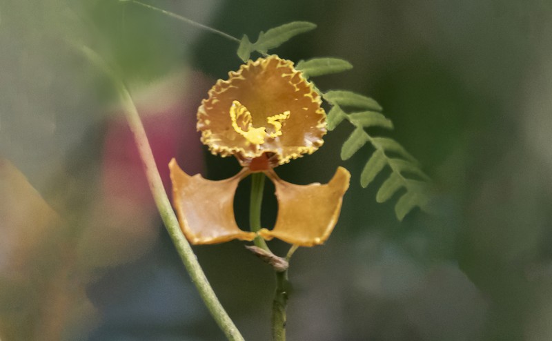 Cyrtochilum annulare photo 4