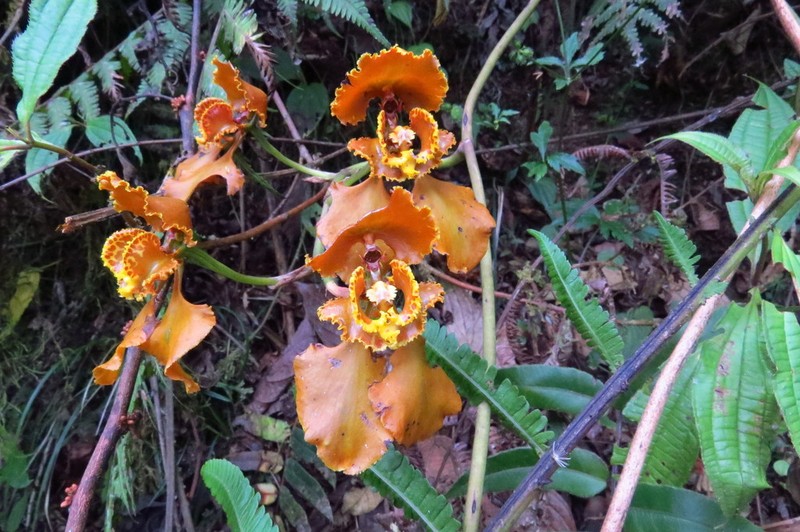 Cyrtochilum annulare photo 5