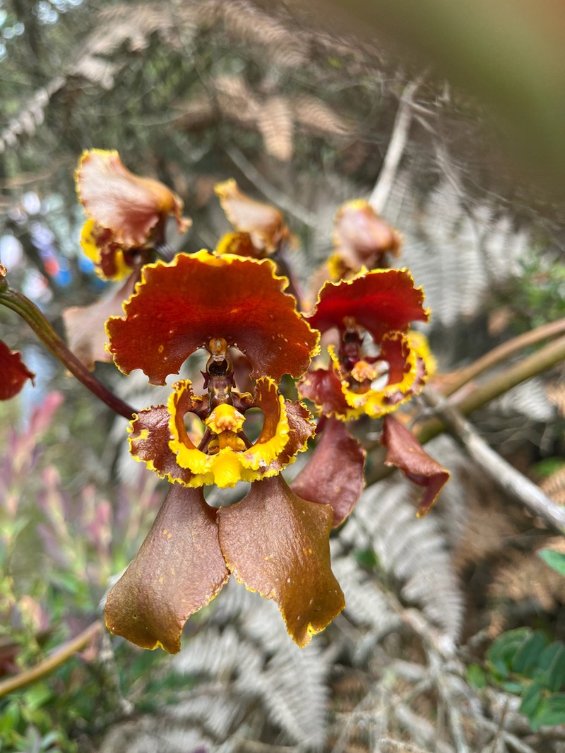 Cyrtochilum annulare photo 6