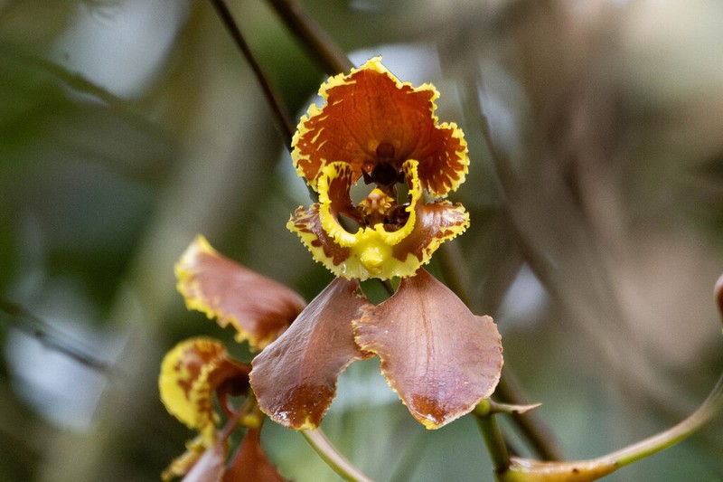 Cyrtochilum annulare photo 7