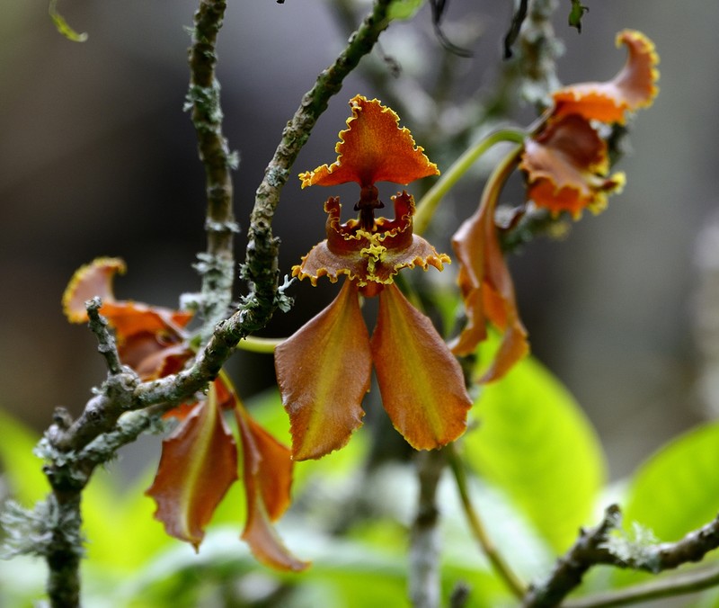 Cyrtochilum annulare photo 8