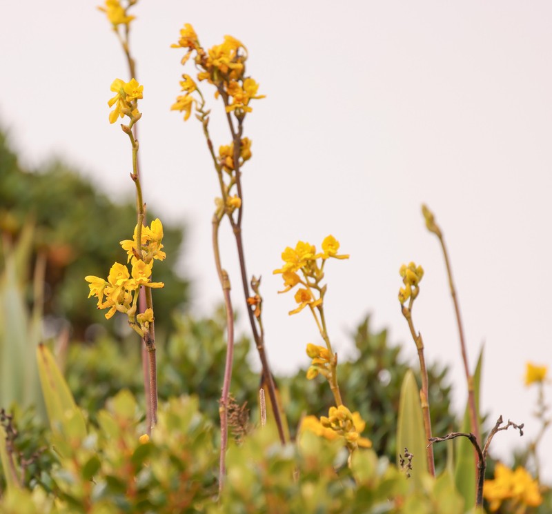 Cyrtochilum anthoxanthum