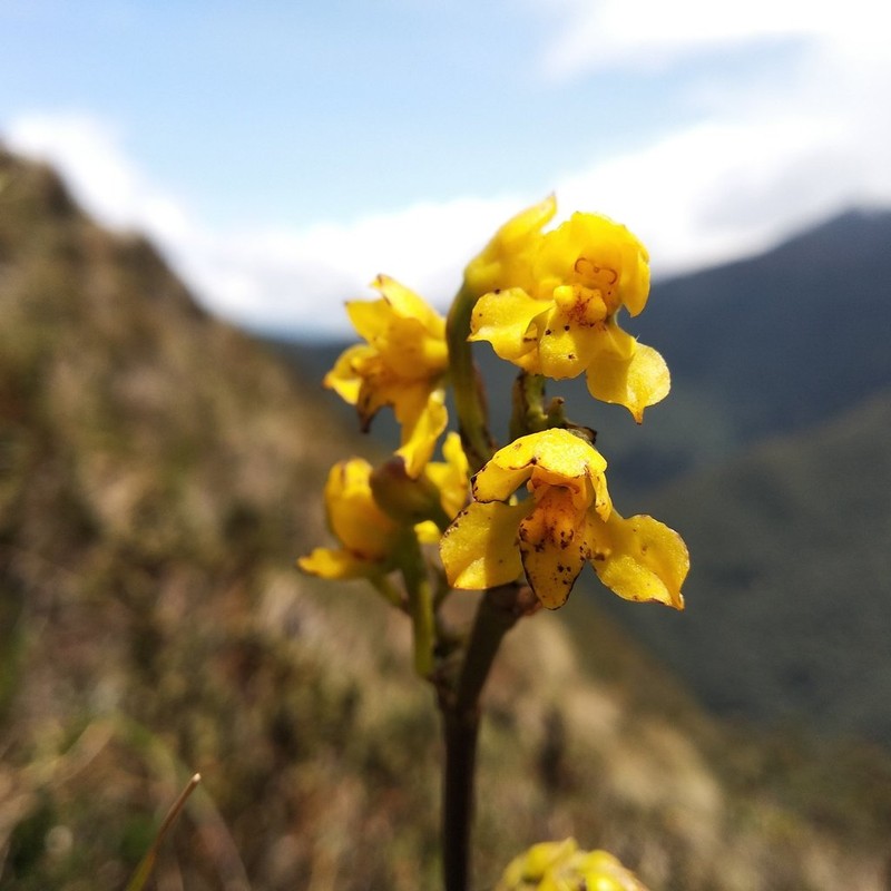 Cyrtochilum anthoxanthum photo 2