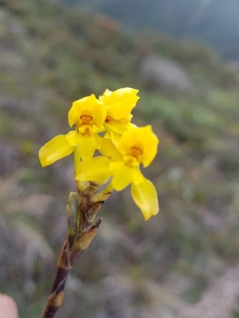 Cyrtochilum anthoxanthum photo 3