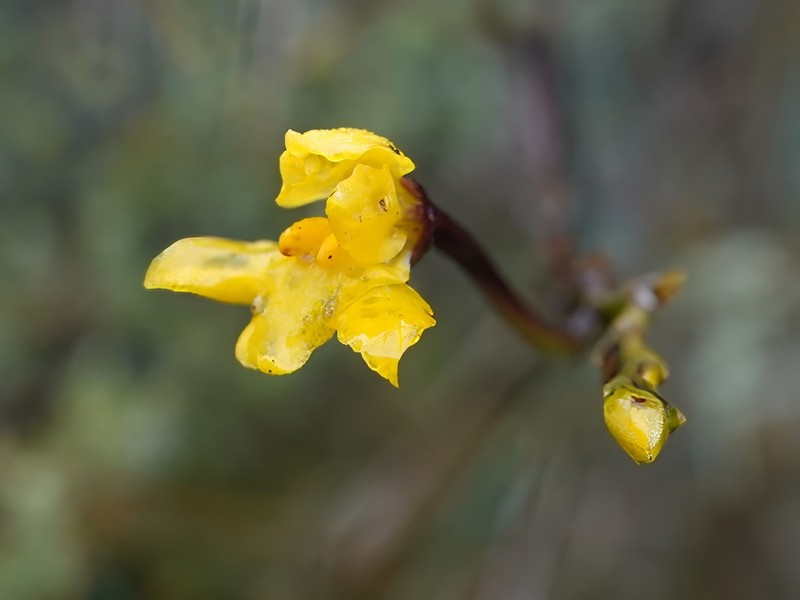 Cyrtochilum anthoxanthum photo 4