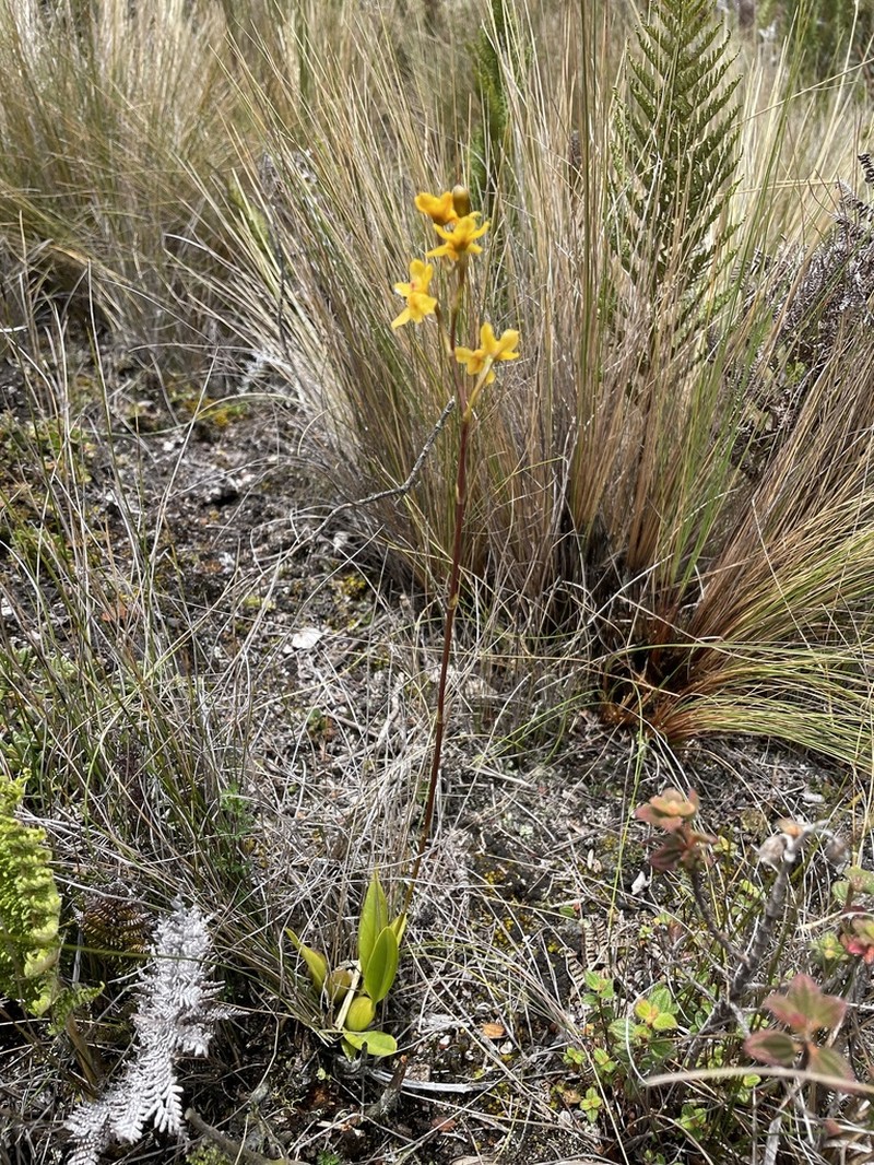 Cyrtochilum anthoxanthum photo 5