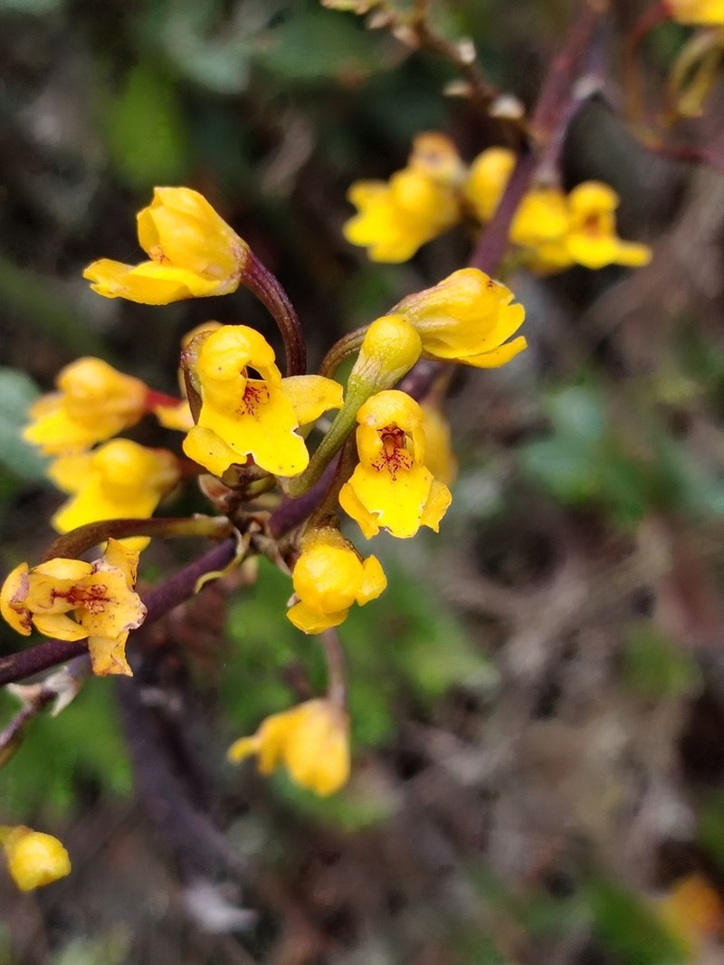 Cyrtochilum anthoxanthum photo 6