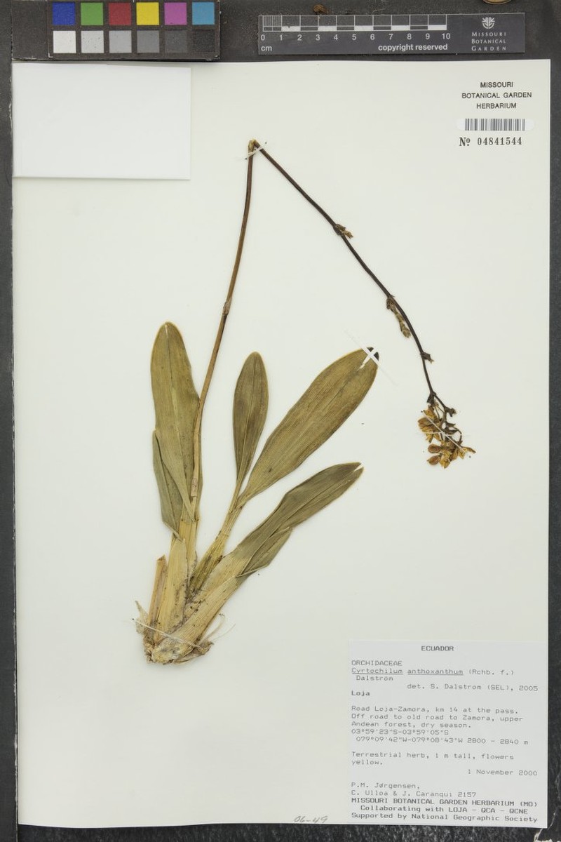 Cyrtochilum anthoxanthum photo 8