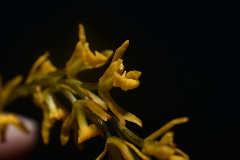 Cyrtochilum aurantiacum