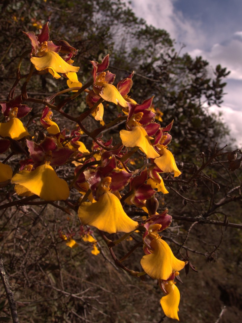 Cyrtochilum aureum