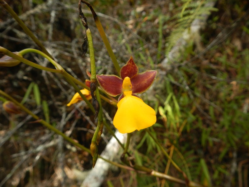Cyrtochilum aureum photo 2