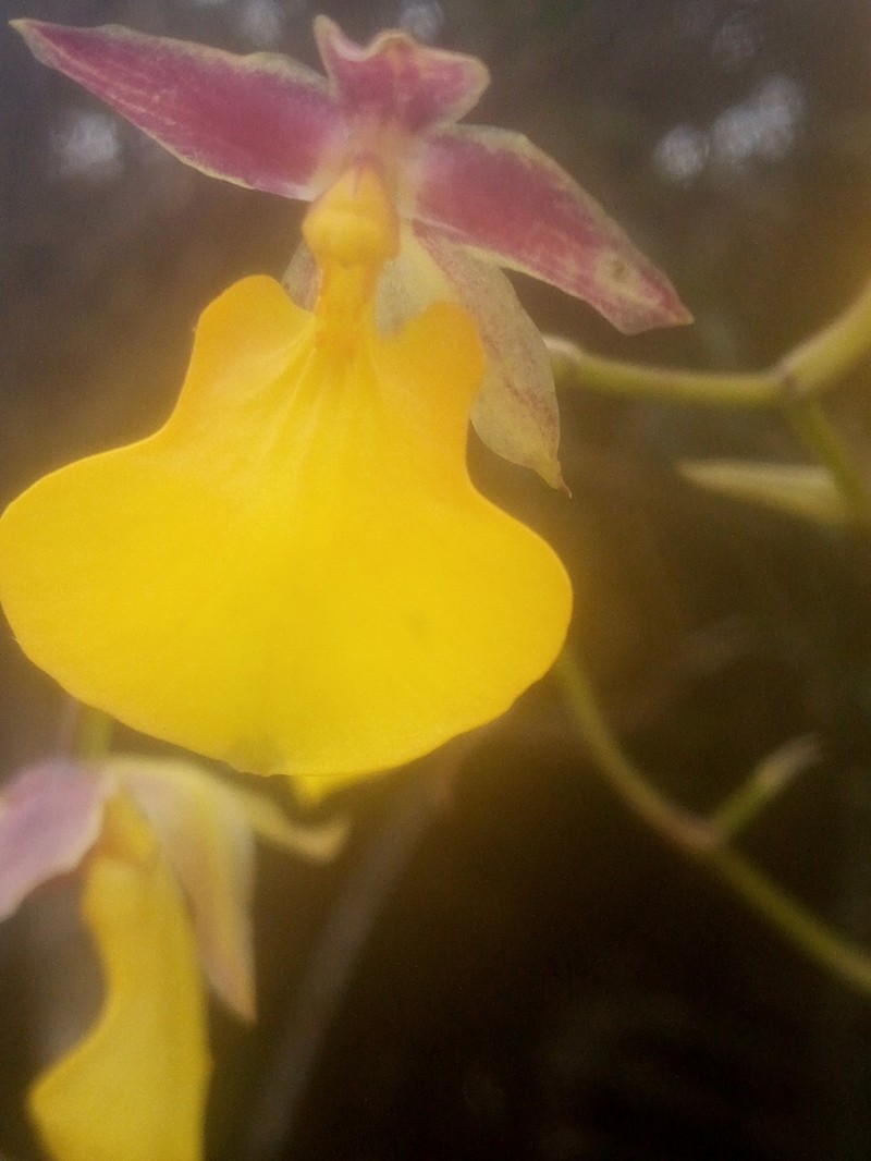 Cyrtochilum aureum photo 3