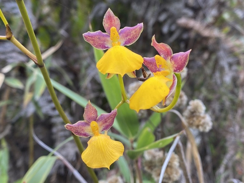 Cyrtochilum aureum photo 4