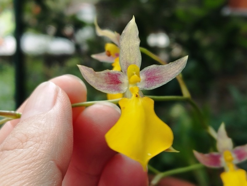 Cyrtochilum aureum photo 5