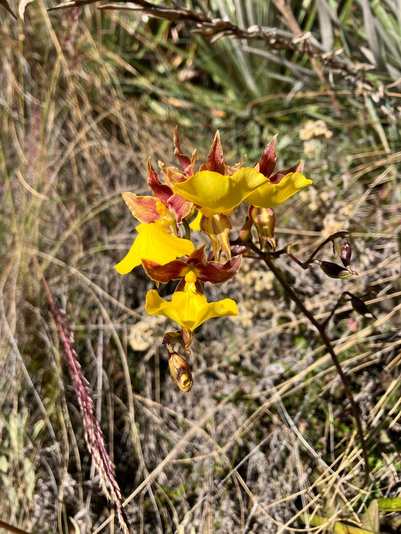 Cyrtochilum aureum photo 6