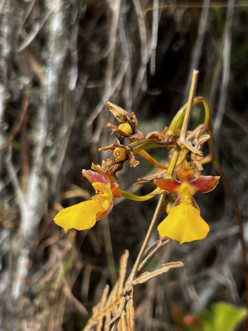Cyrtochilum aureum photo 7