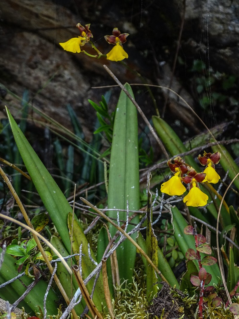 Cyrtochilum aureum photo 8