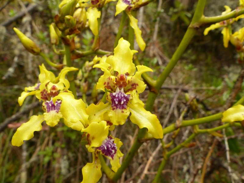 Cyrtochilum auropurpureum