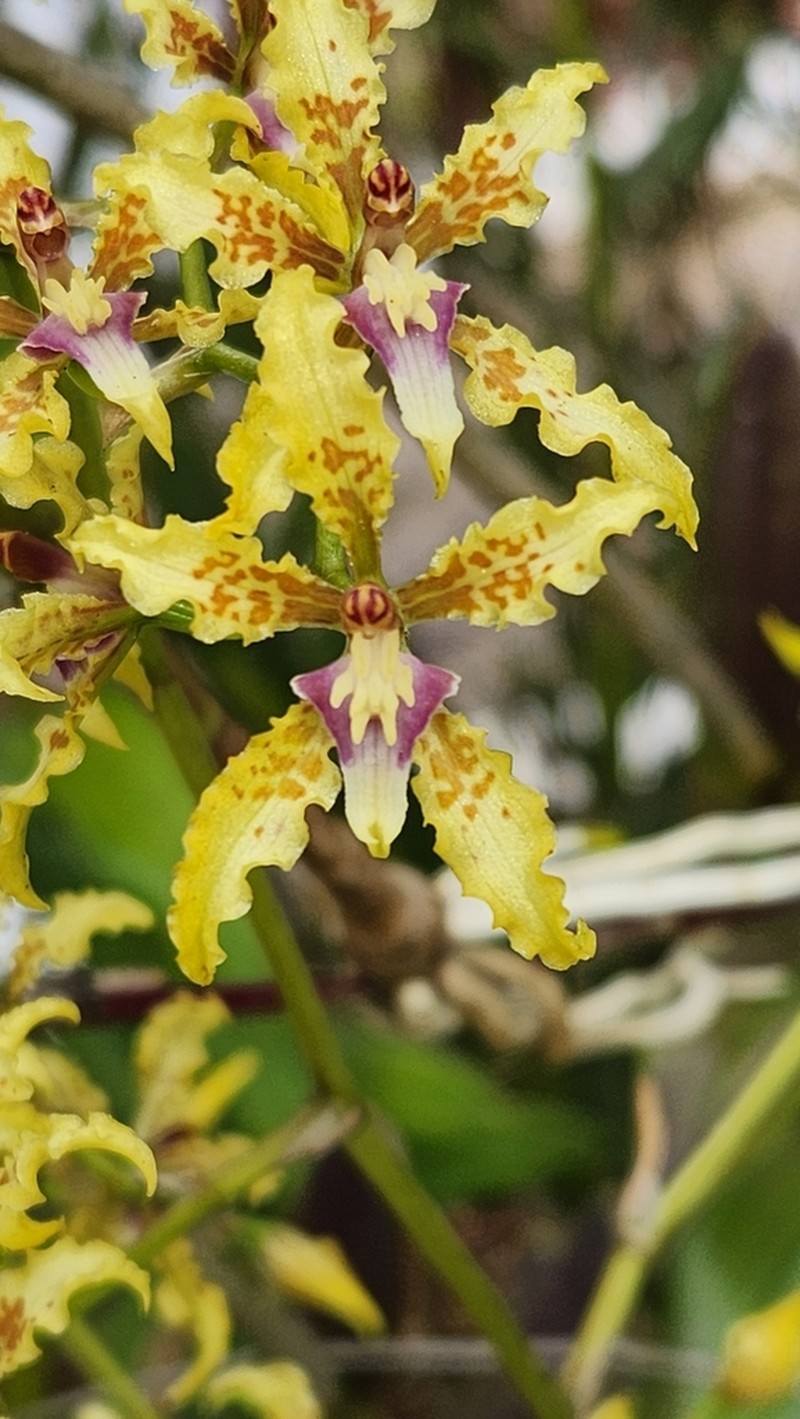 Cyrtochilum auropurpureum photo 2