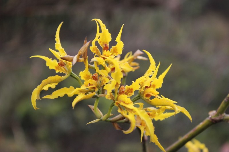 Cyrtochilum auropurpureum photo 3