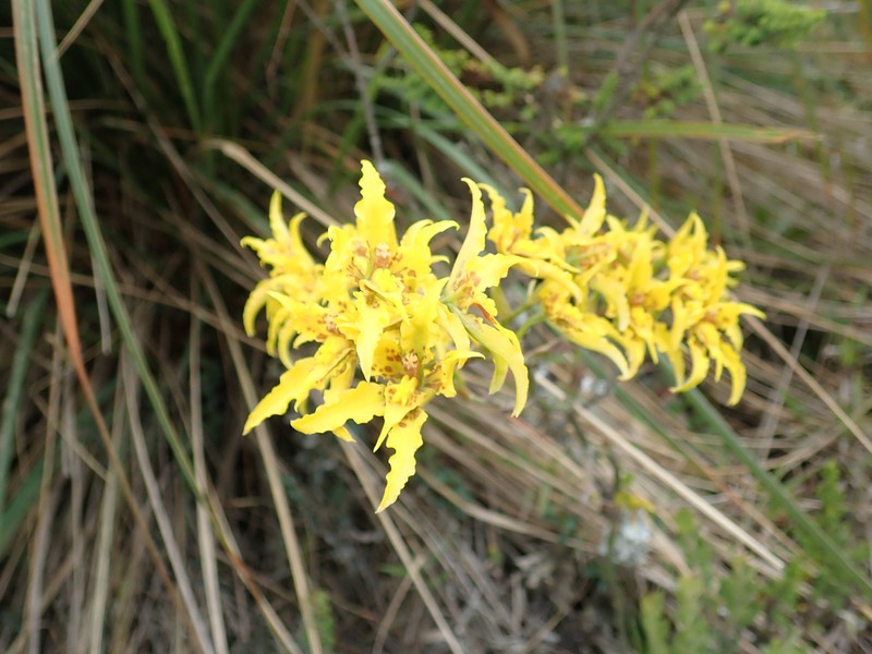 Cyrtochilum auropurpureum photo 4