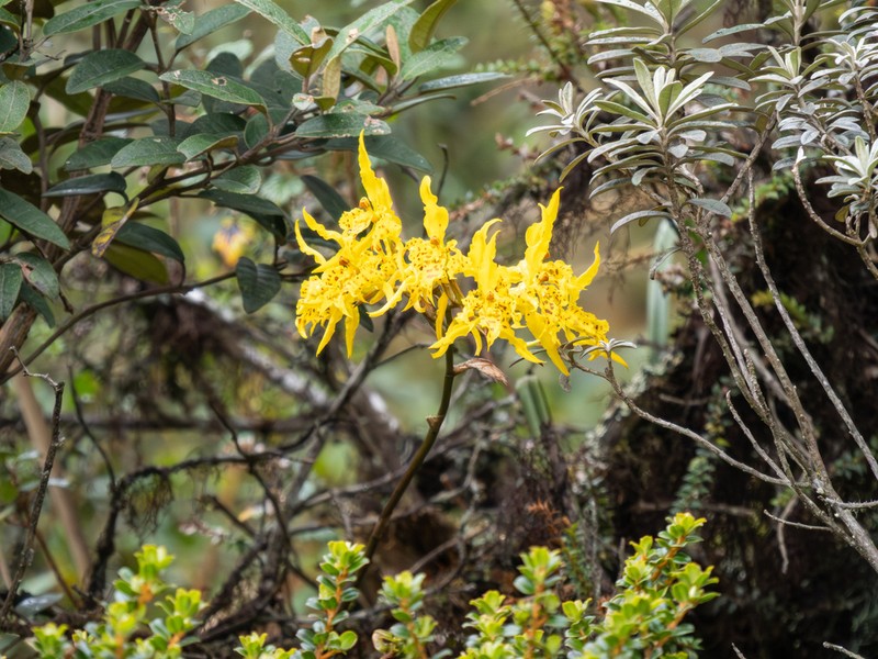 Cyrtochilum auropurpureum photo 5