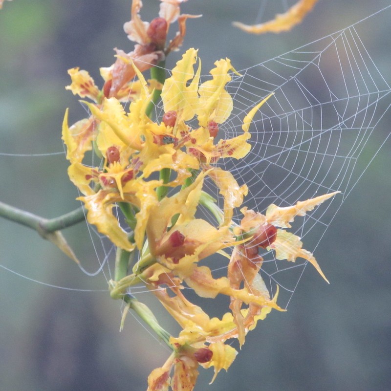 Cyrtochilum auropurpureum photo 6