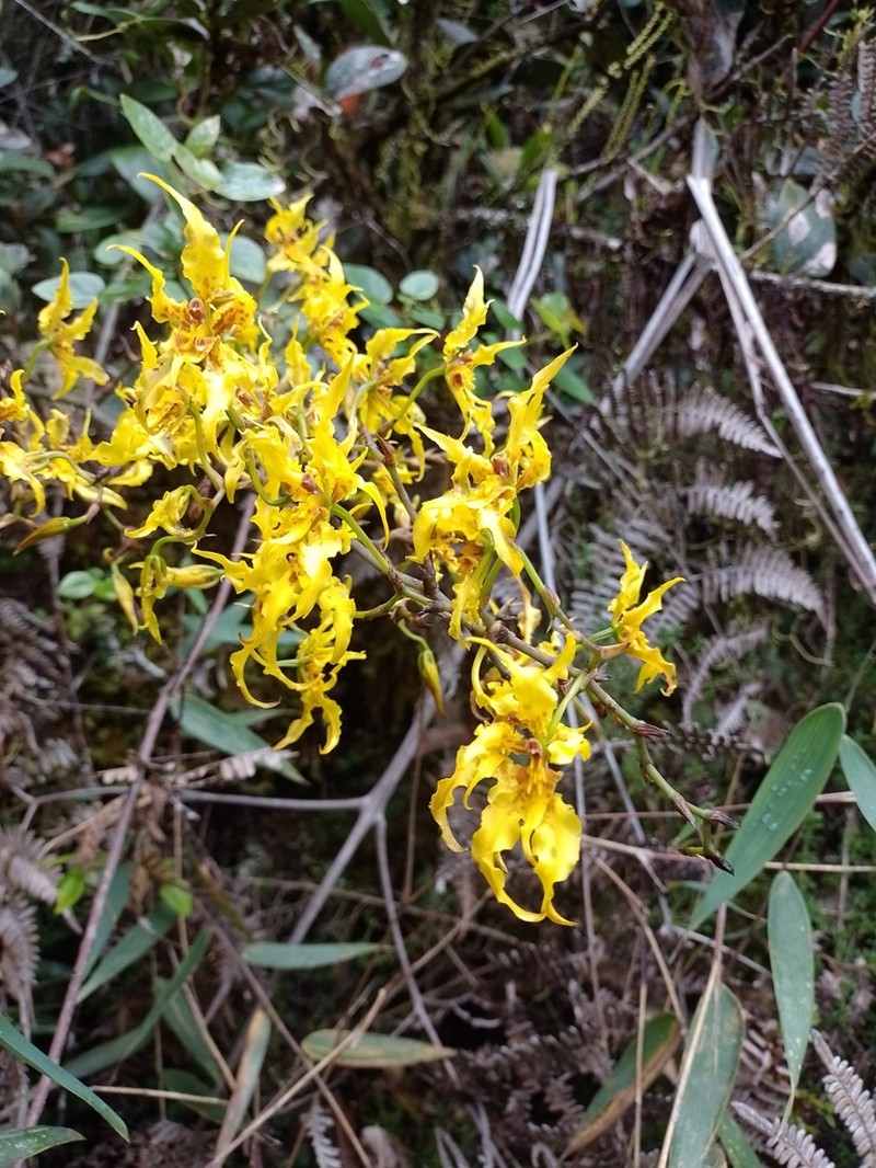 Cyrtochilum auropurpureum photo 7