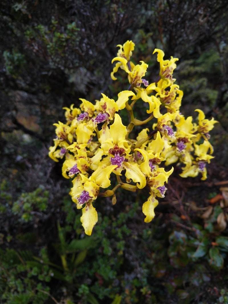 Cyrtochilum auropurpureum photo 8
