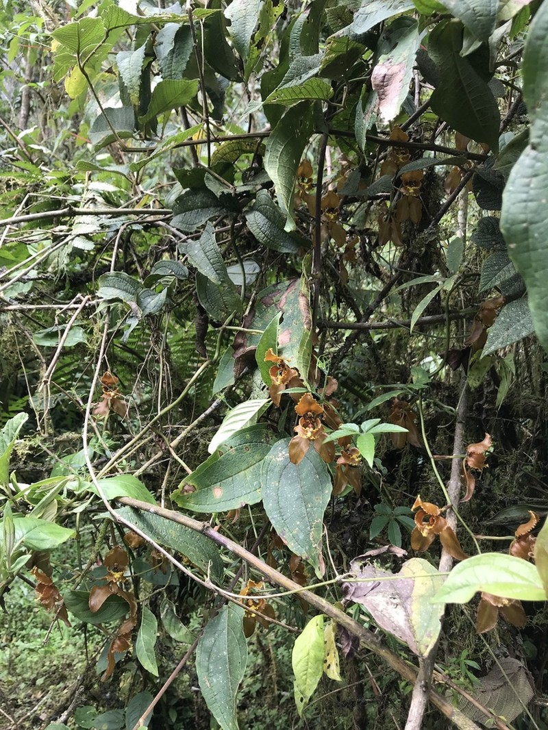 Cyrtochilum baldeviamae