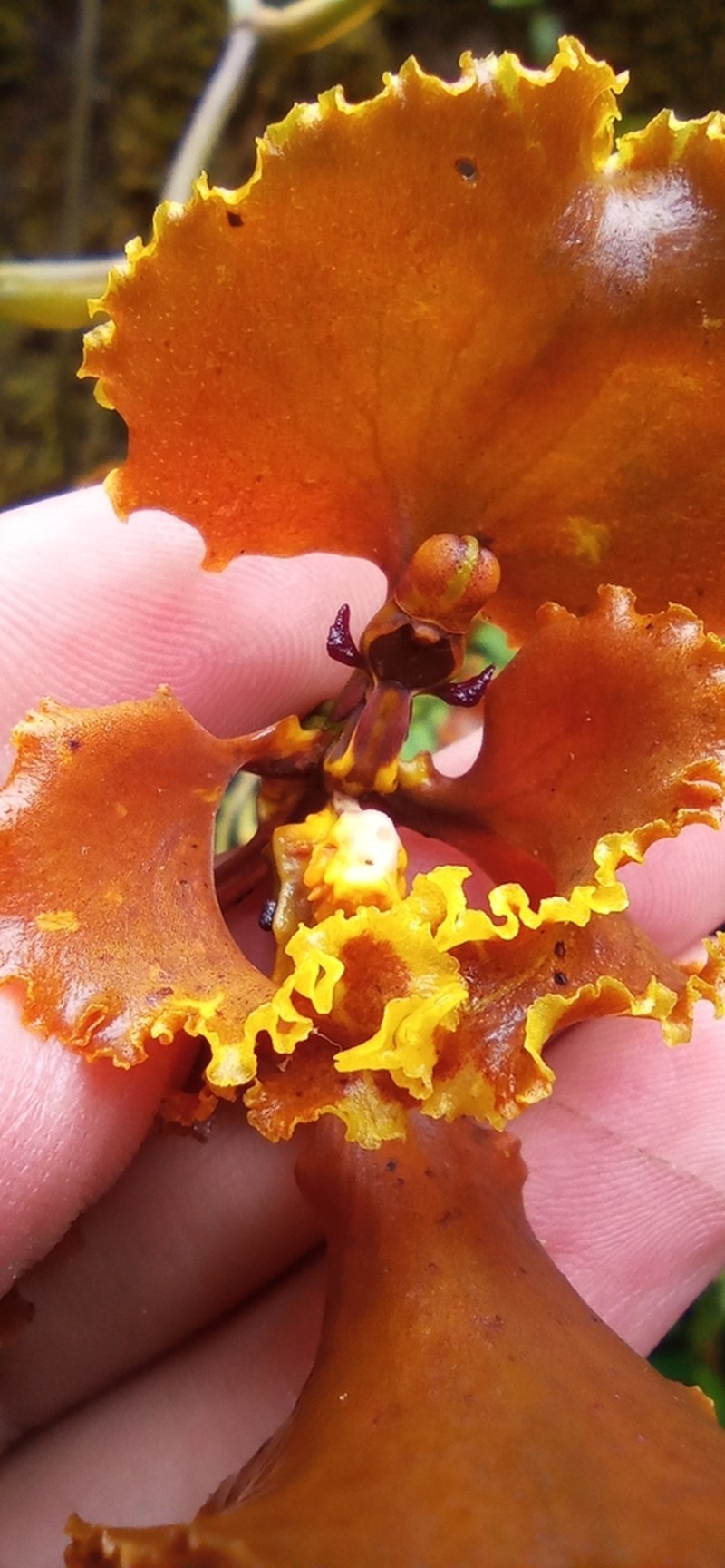 Cyrtochilum baldeviamae photo 2