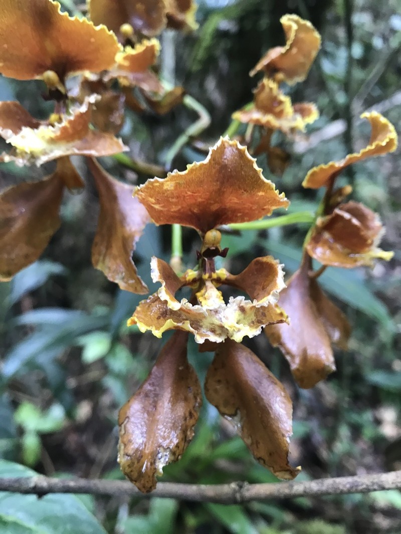 Cyrtochilum baldeviamae photo 3
