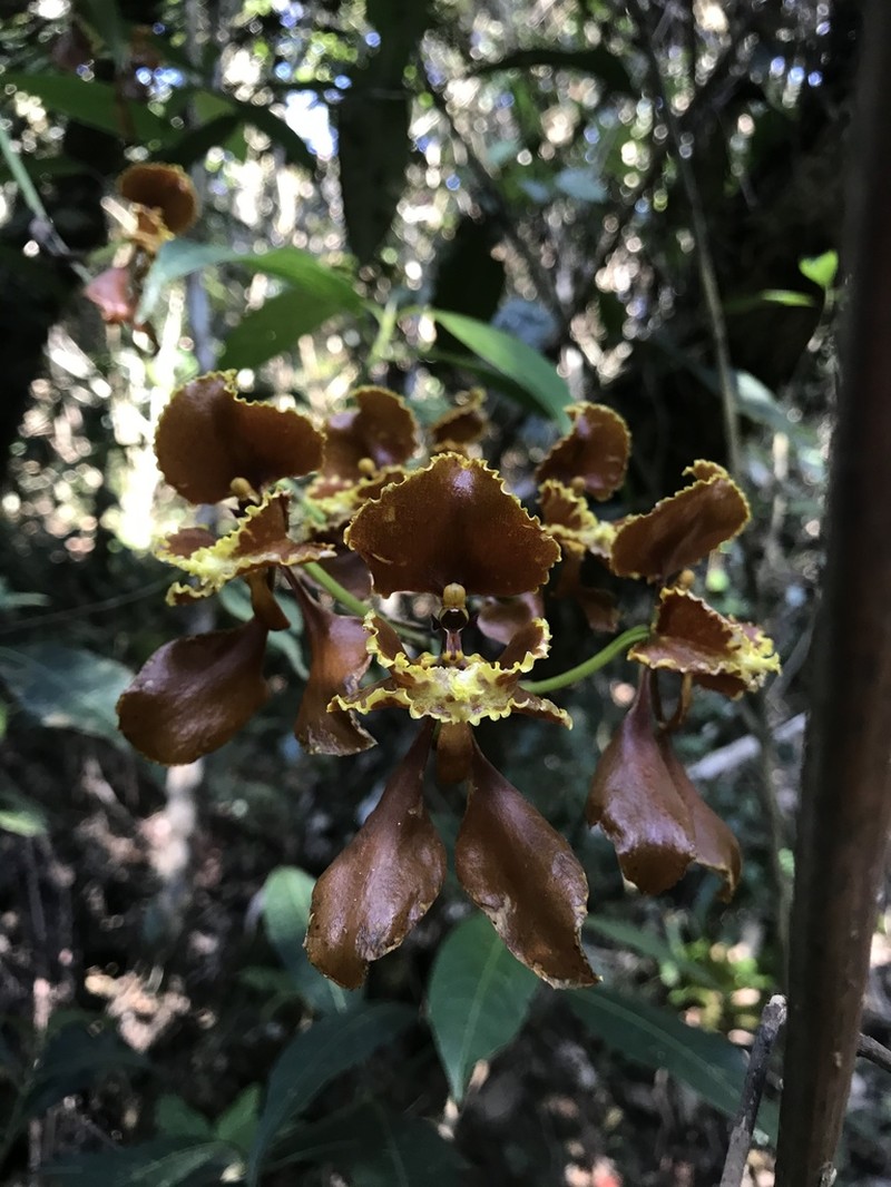 Cyrtochilum baldeviamae photo 4