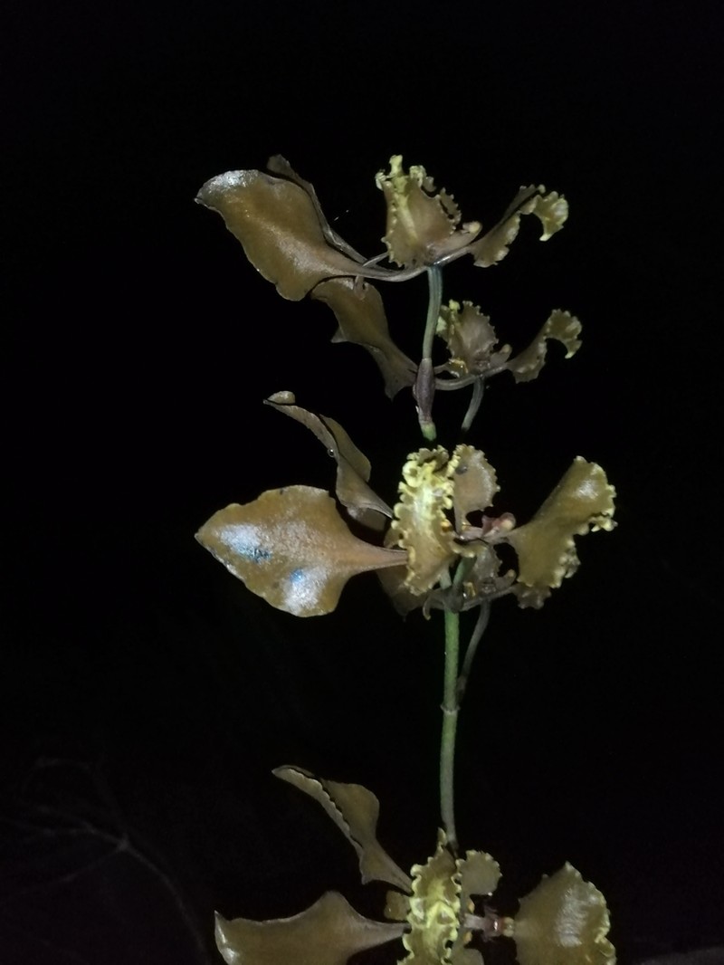 Cyrtochilum baldeviamae photo 5