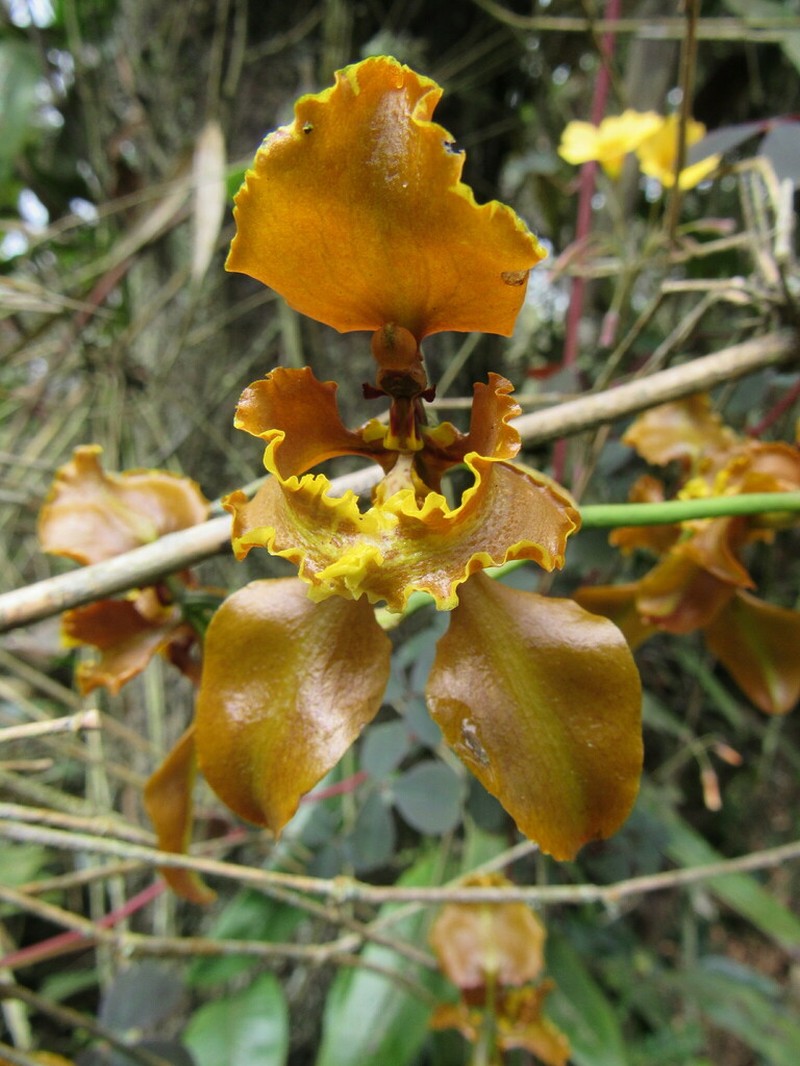 Cyrtochilum baldeviamae photo 6