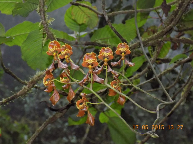 Cyrtochilum baldeviamae photo 7