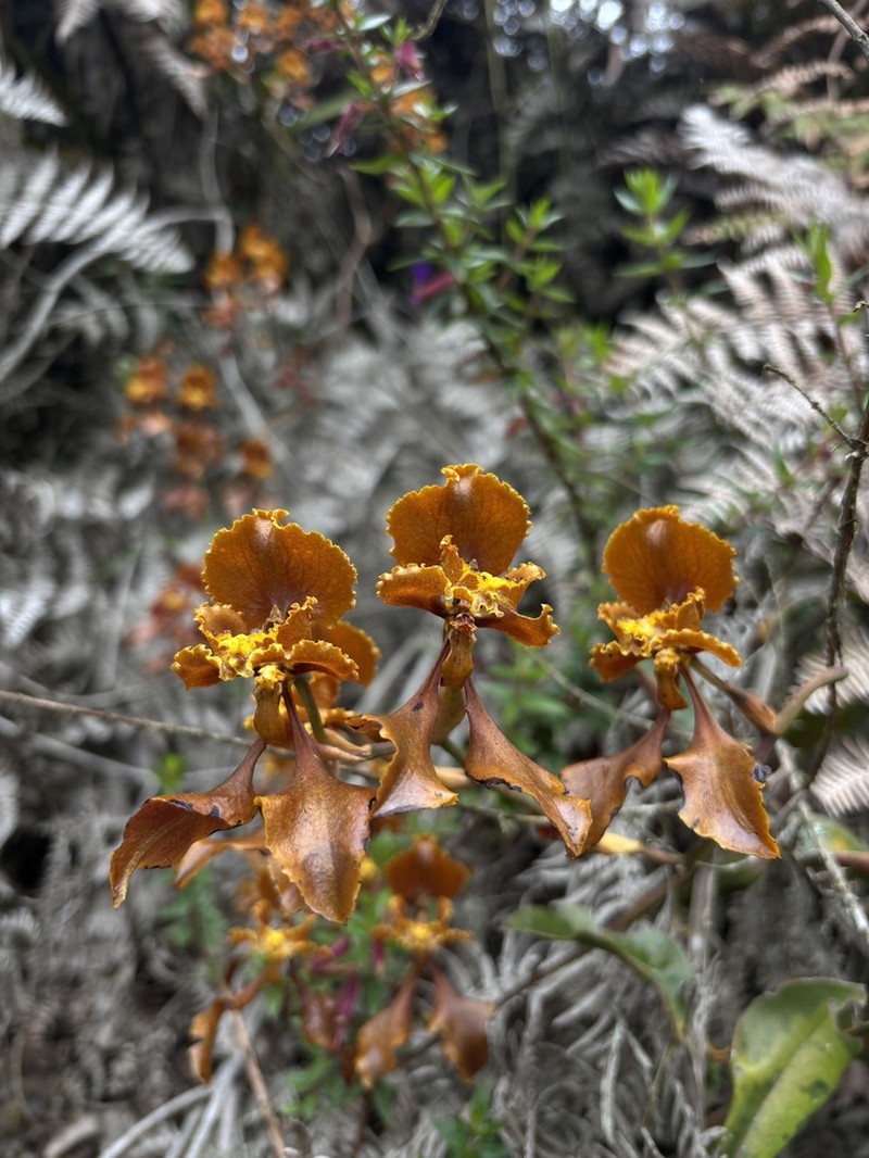 Cyrtochilum baldeviamae photo 8