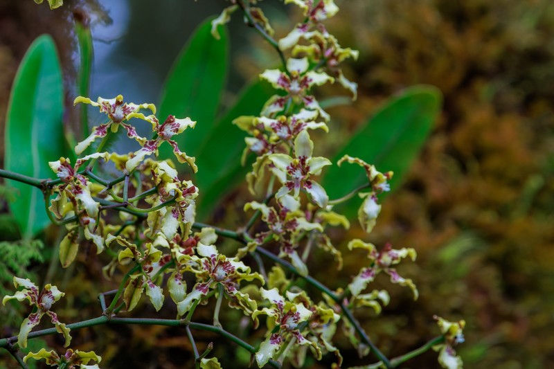 Cyrtochilum bockemuehliae