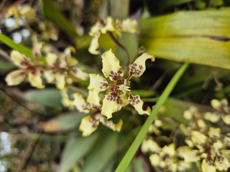 Cyrtochilum bockemuehliae photo 2