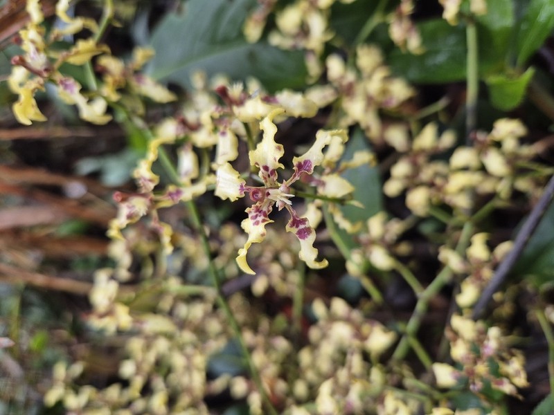 Cyrtochilum bockemuehliae photo 3