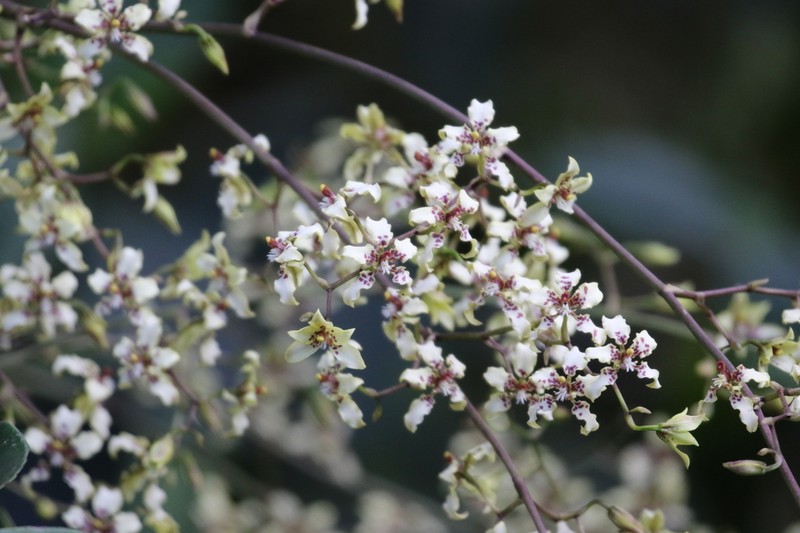 Cyrtochilum bockemuehliae photo 4